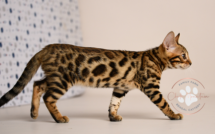 Bengal kitten for sale